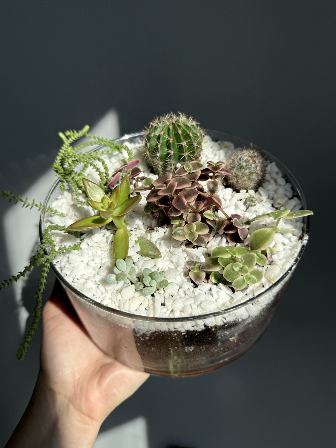 Sukulentu kompozīcija - Image 2