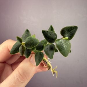 Hoya Chinghungensis, spraudenis