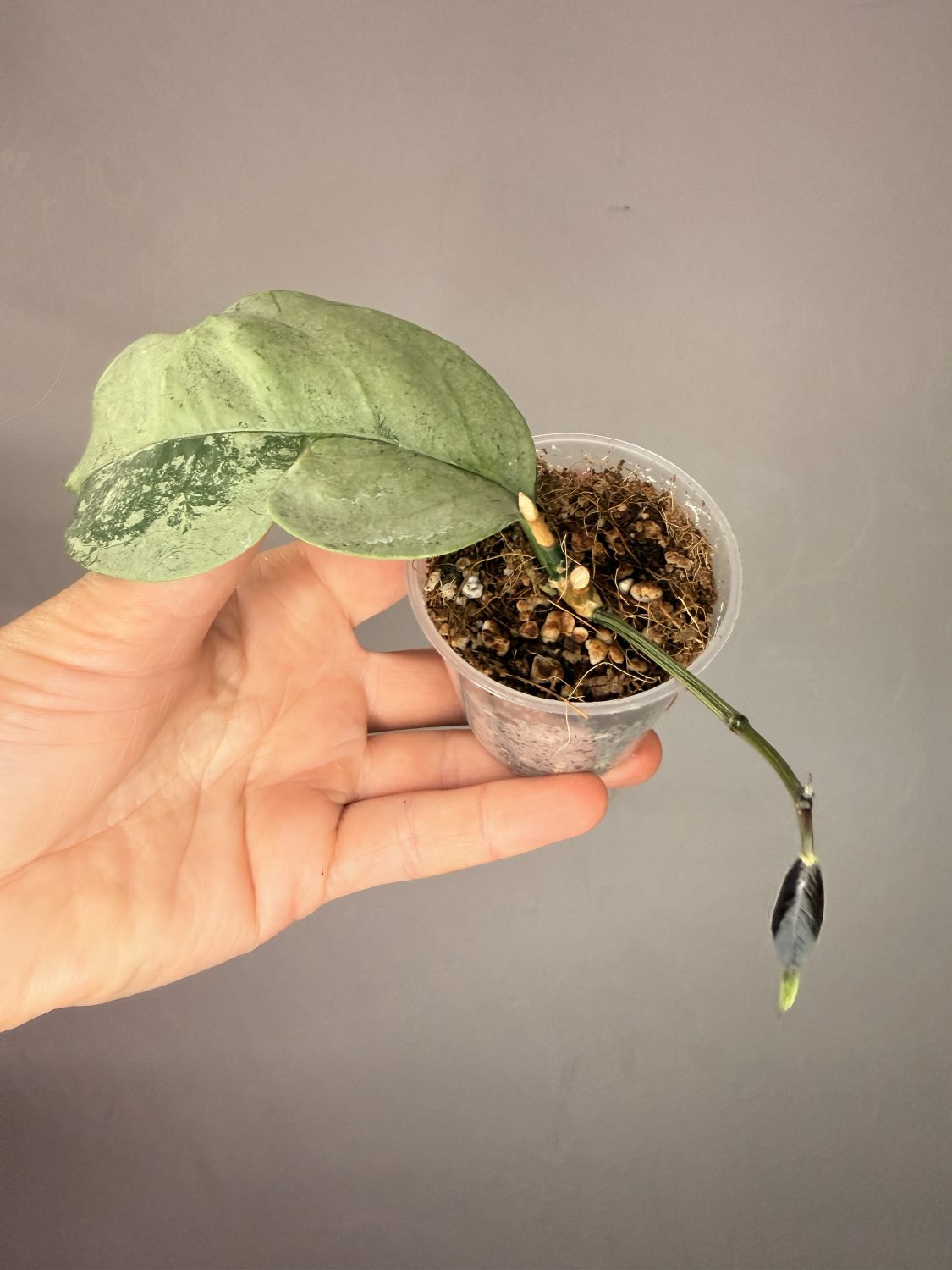 Hoya coriacea silver -