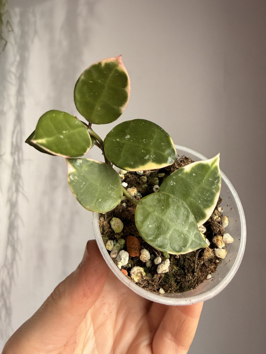 Hoya lacunosa 'Asami' -