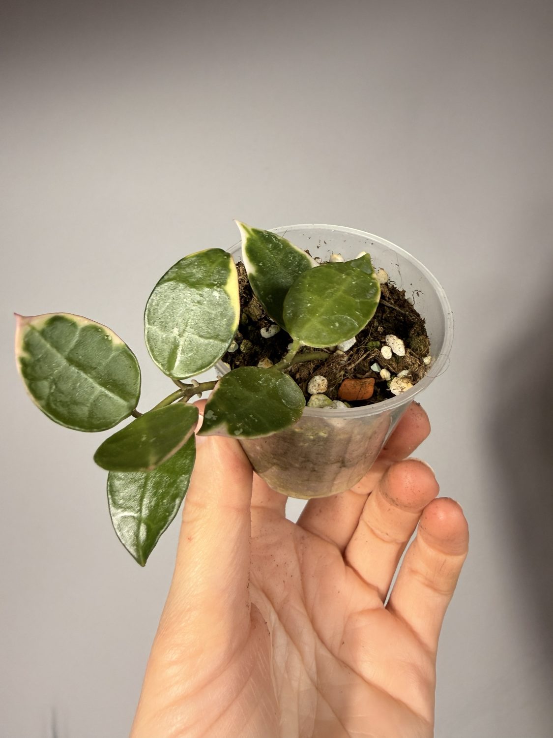 Hoya lacunosa 'Asami' -